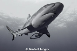 GreyReefShark & FreeDiver / Rangiroa by Bonduel Tanguy 